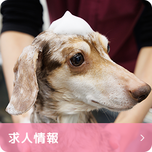 求人情報